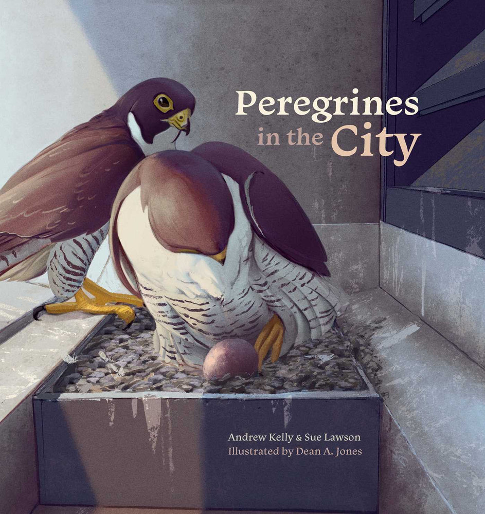 Peregrines in the City - Childrens Books - Image - Pop Weasel