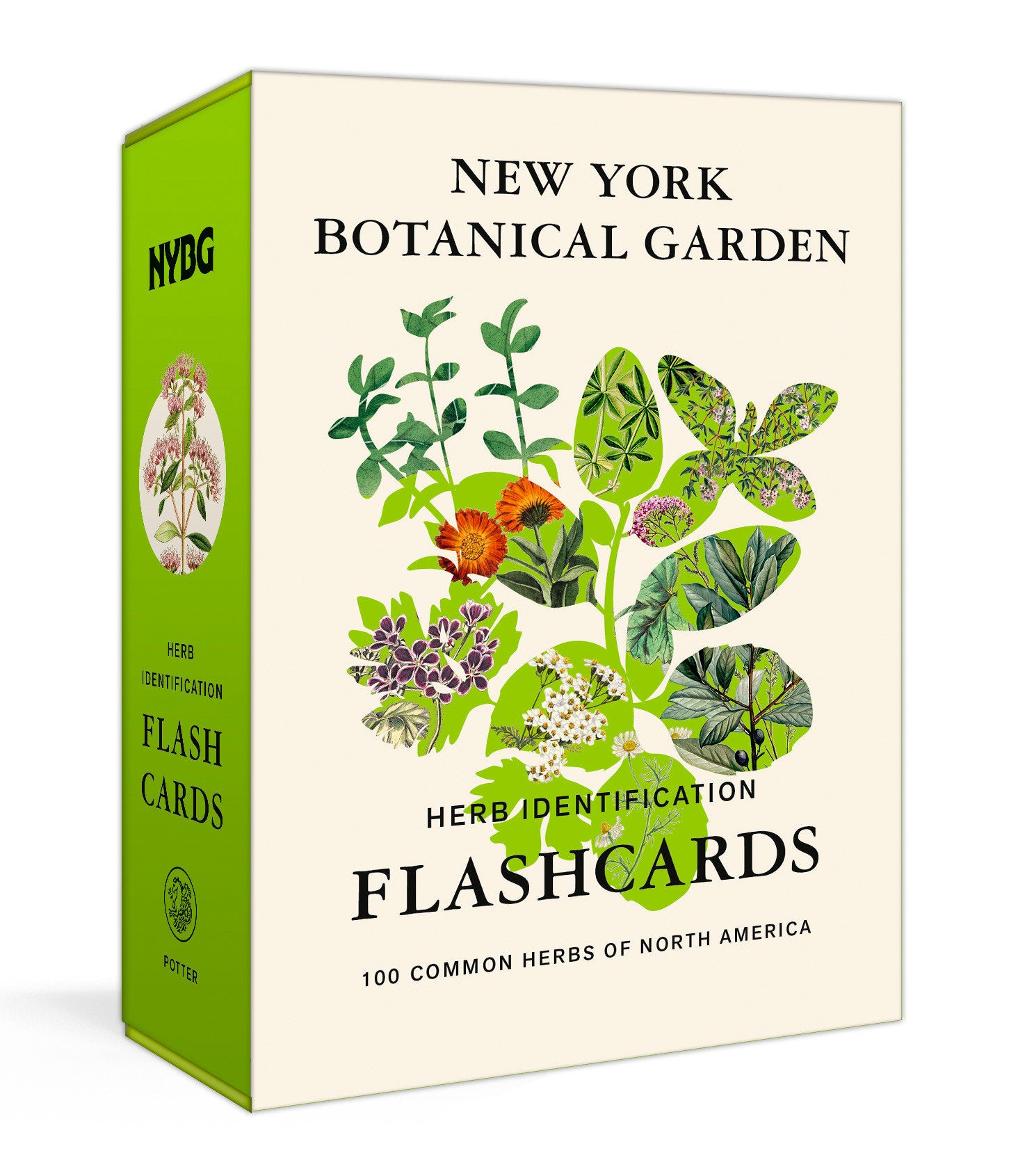 New York Botanical Garden Herb Identification Flashcards image