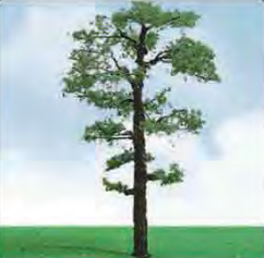 Scot Pine Trees 50- 57mm (3) - Model - Image - Pop Weasel