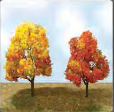 Autumn Deciduous 50- 57mm(4) - Model - Image - Pop Weasel