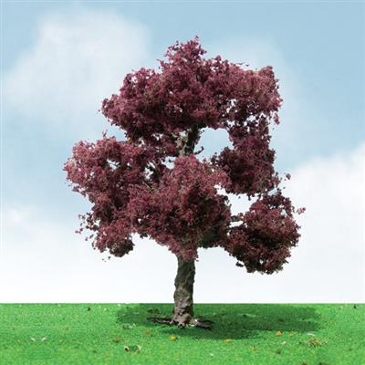 75-85mm Copper Beech (2)