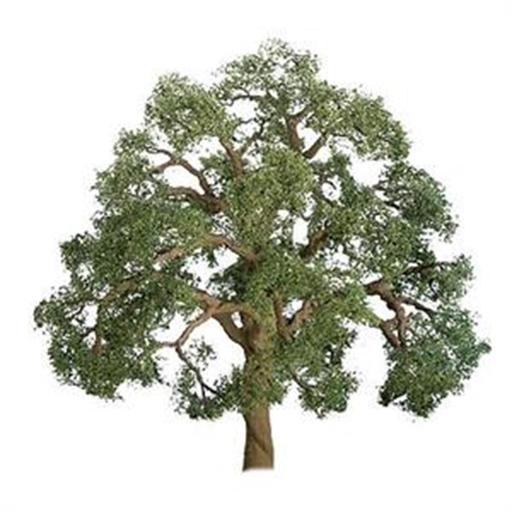 125mm Live Oak (1) - Model - Image - Pop Weasel