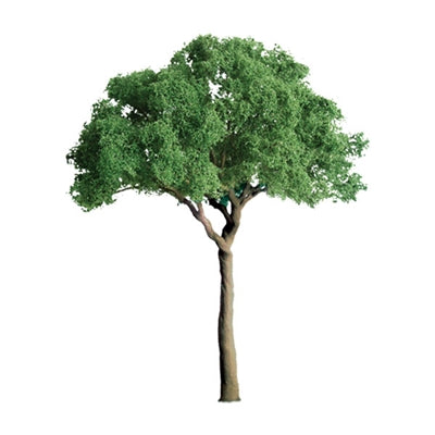 75mm Green Jacaranda (2) - Model - Image - Pop Weasel