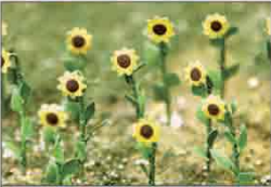 O: 50mm Sunflowers (16)