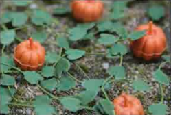 HO: 9.5mm Pumpkins Tall (6)