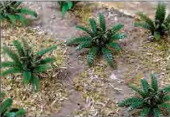 O: 25mm Ferns (9) - Model - Image - Pop Weasel