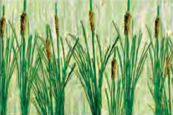 HO: 19mm Cattails (24)