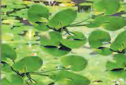 HO: 19mm Lily Pads (12)