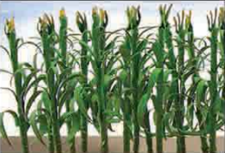 HO: 25mm CornStalks (36) - Model - Image - Pop Weasel