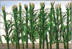 O: 50mm CornStalks (30) - Model - Image - Pop Weasel