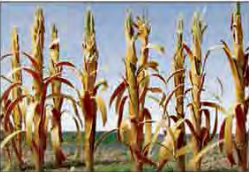 HO: Dried Corn Stalk (30)