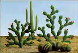 HO: Cactus (15)