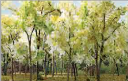 Wood Edge Trees Beige Green(9)