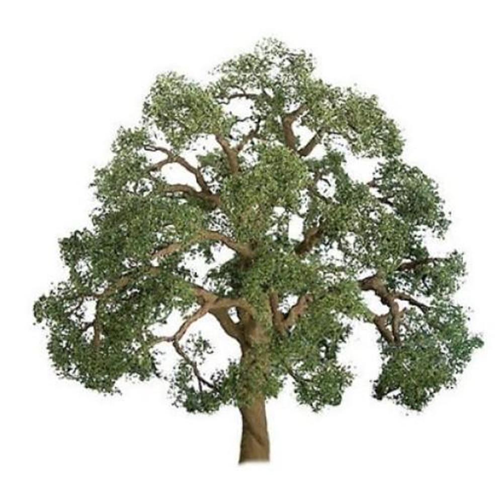 125mm Live Oak (1)