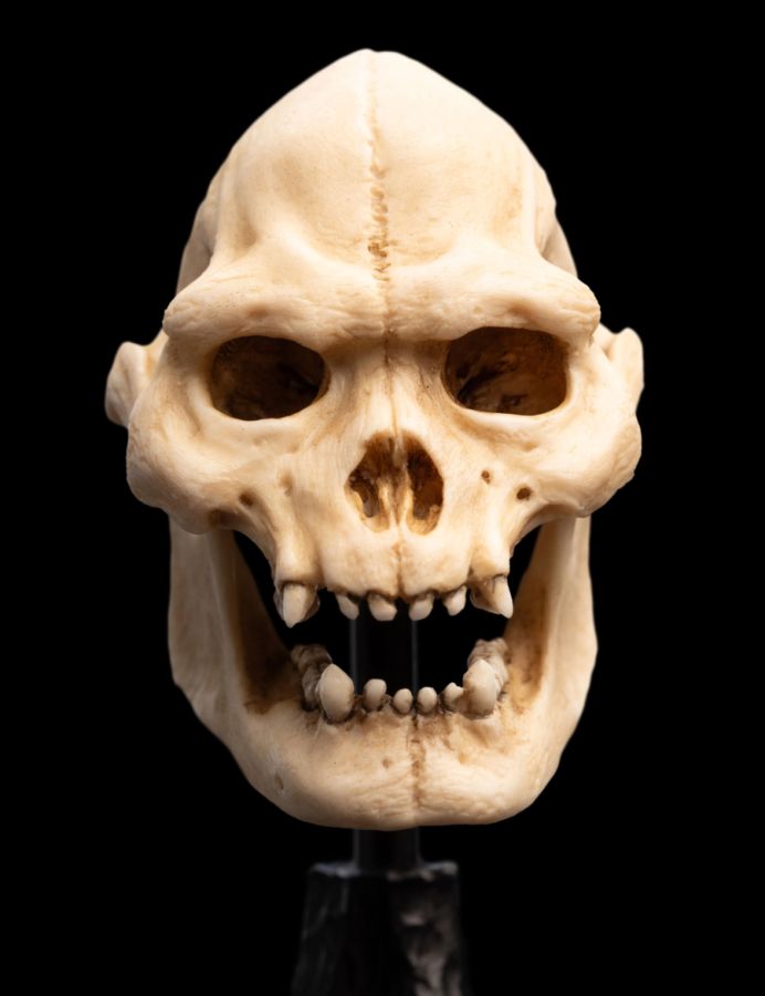 Image Pop Weasel - Image 5 of The Lord of the Rings - Skull of Lurtz Miniature Skull - Weta - Statue - Image - Pop Weasel