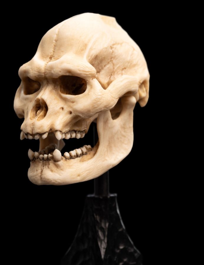 Image Pop Weasel - Image 6 of The Lord of the Rings - Skull of Lurtz Miniature Skull - Weta - Statue - Image - Pop Weasel