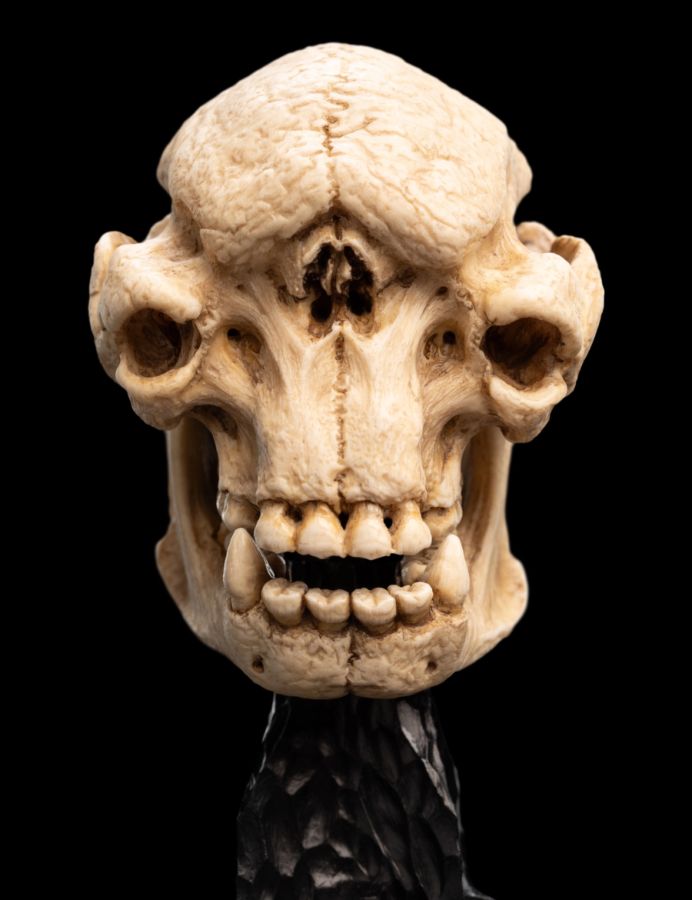 Image Pop Weasel - Image 5 of The Lord of the Rings - Skull of a Cave Troll Miniature Skull - Weta - Statue - Image - Pop Weasel