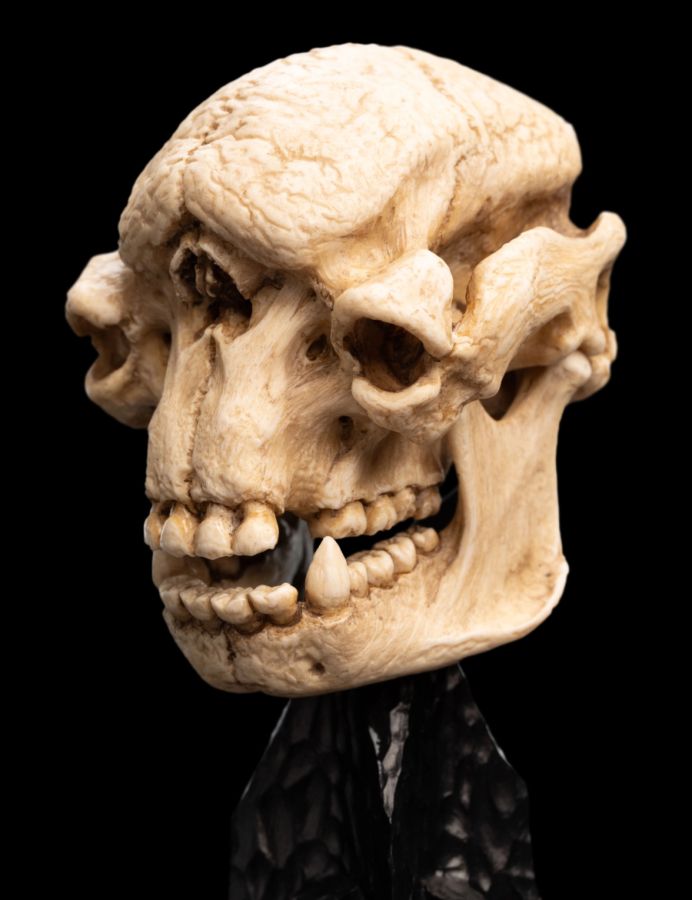 Image Pop Weasel - Image 6 of The Lord of the Rings - Skull of a Cave Troll Miniature Skull - Weta - Statue - Image - Pop Weasel