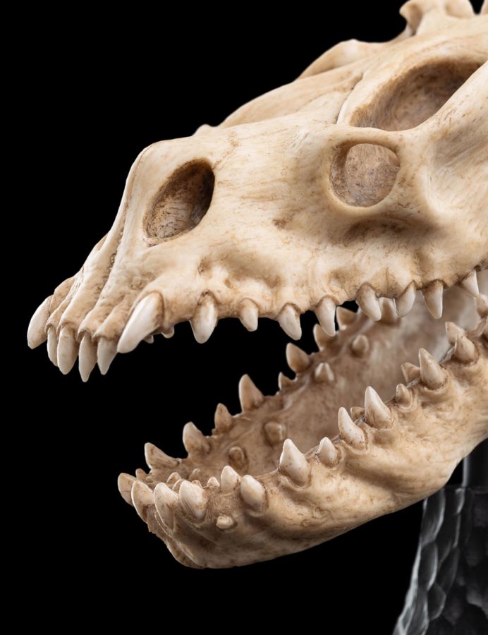 Image Pop Weasel - Image 6 of The Lord of the Rings - Skull of a Fell Beast Miniature Skull - Weta