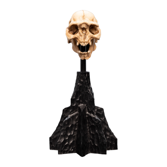 The Lord of the Rings - Skull of a Moria Orc Miniature Skull - Weta