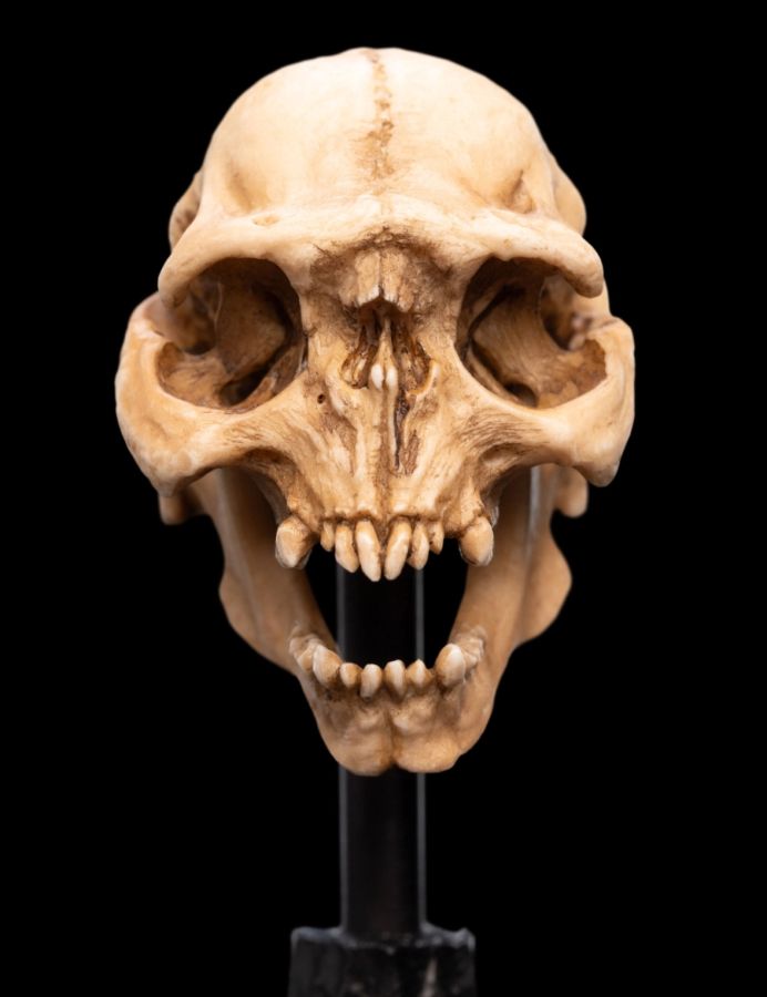 Image Pop Weasel - Image 5 of The Lord of the Rings - Skull of a Moria Orc Miniature Skull - Weta