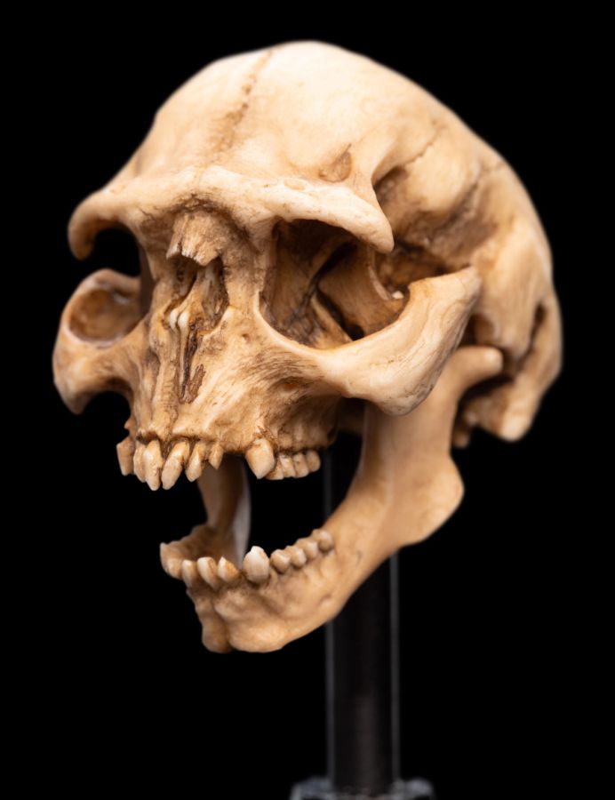 Image Pop Weasel - Image 6 of The Lord of the Rings - Skull of a Moria Orc Miniature Skull - Weta - Statue - Image - Pop Weasel