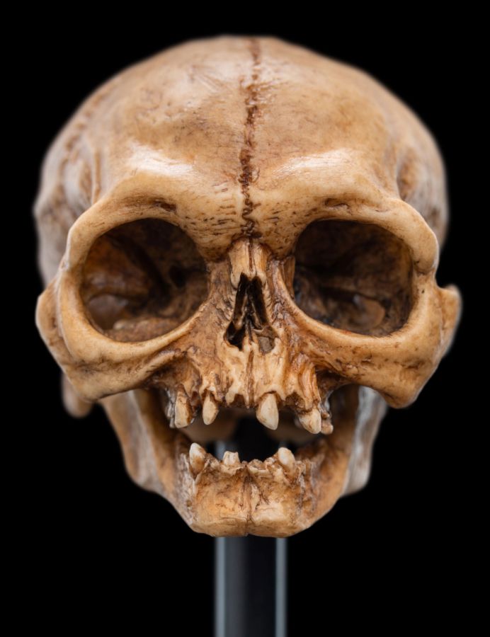 Image Pop Weasel - Image 5 of The Lord of the Rings - Skull of Gollum Miniature Skull - Weta