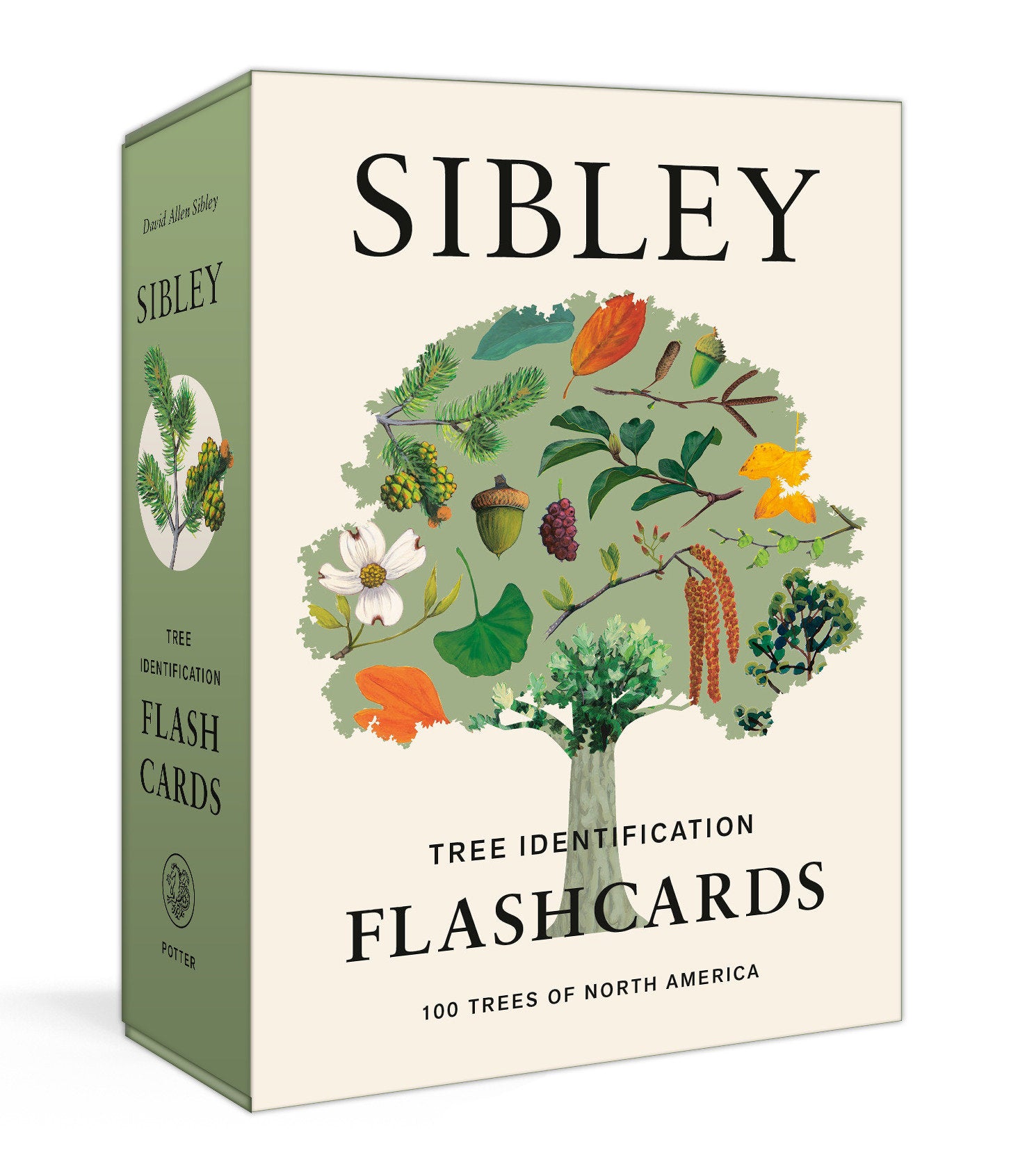 Sibley Tree Identification Flashcards image