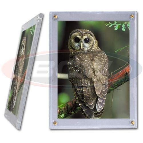 BCW Screwdown Holder Photo (5' x 7') - Collectable Storage - Image - Pop Weasel